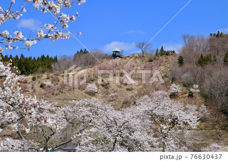 夏井川の千本桜（福島県・小野町） 76630437