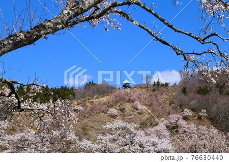 夏井川の千本桜（福島県・小野町） 76630440
