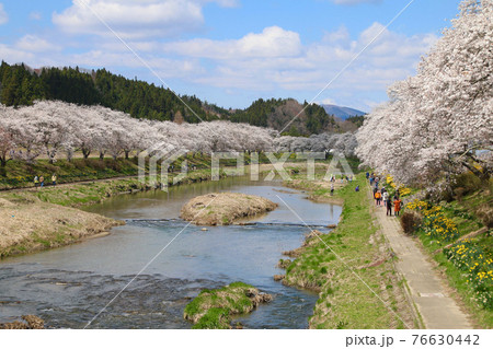 夏井川の千本桜(福島県・小野町) 夏井川の千本桜(福島県・小野町) 76630442