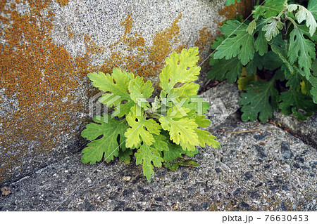 シマカンギク 76630453