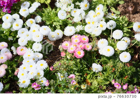 ヒナギクの花 76630730