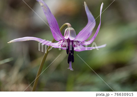 カタクリの花 76630915