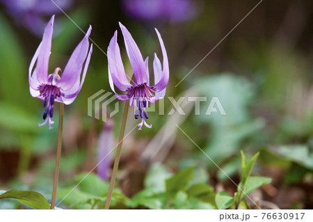 カタクリの花 76630917
