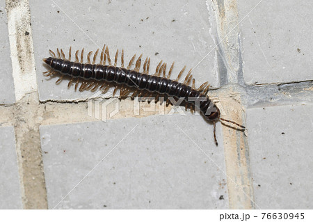 ヤスデ類 ヤスデ類 76630945