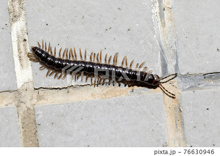 ヤスデ類 ヤスデ類 76630946