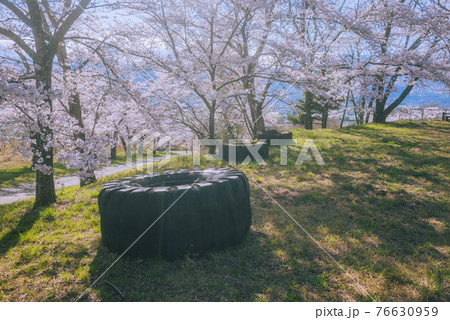 巨大なタイヤと桜【鵜山の桜並木】 76630959