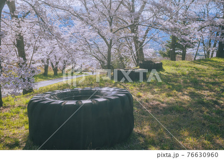 巨大なタイヤと桜【鵜山の桜並木】 76630960