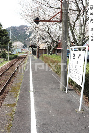 若桜鉄道 安部駅と桜の花 76630983