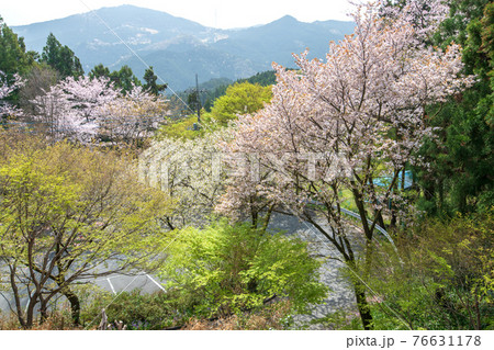 里山の春 慈光寺参道からの景色 新緑と桜 里山の春 慈光寺参道からの景色 新緑と桜 76631178