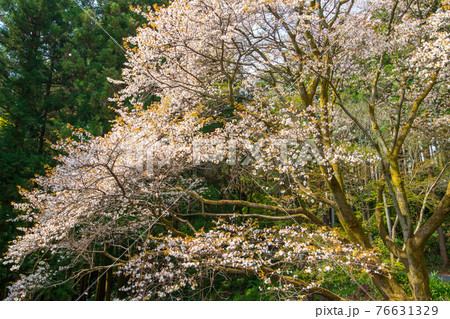 里山の春を彩る 山桜 慈光寺 里山の春を彩る 山桜 慈光寺 76631329