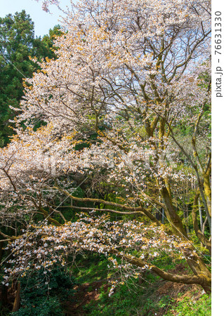 里山の春を彩る 山桜 慈光寺 里山の春を彩る 山桜 慈光寺 76631330