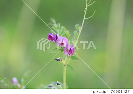 ヤハズエンドウ ヤハズエンドウ 76631427