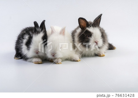 Lovely group newborn baby rabbits bunny sitting togetherness over isolated 76631428