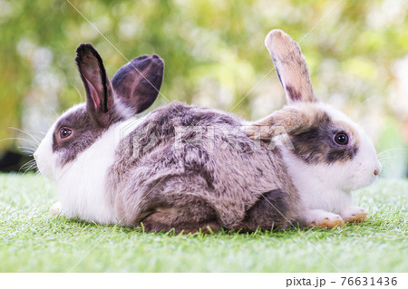 Two adorable fluffy rabbits bunny sitting togetherness on the green grass Two adorable fluffy rabbits bunny sitting togetherness on the green grass 76631436