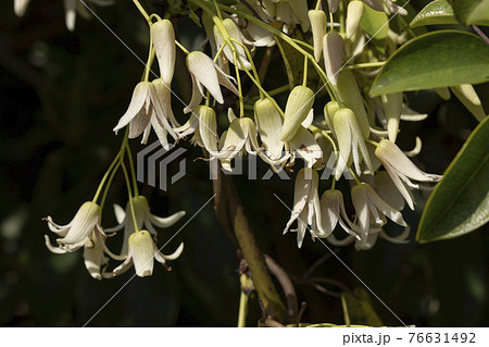 ムベ　花 76631492