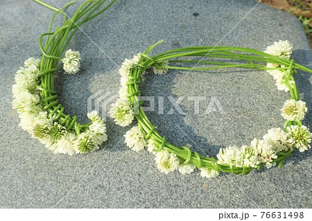 シロツメクサの花輪 花冠 リースの写真素材