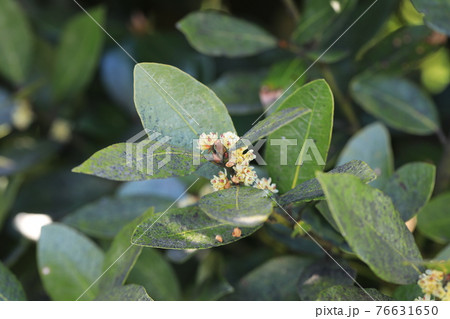 月桂樹の花 月桂樹の花 76631650