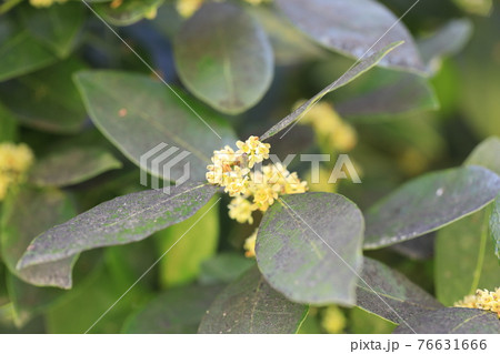 月桂樹の花 月桂樹の花 76631666