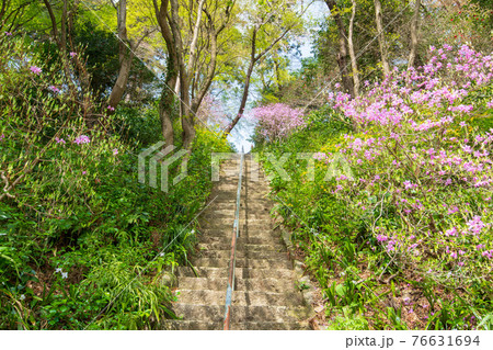 里山の春　新緑　慈光寺　観音堂石段入口の風景　　　　　　 76631694