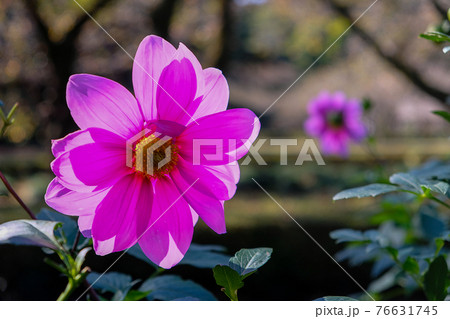 赤い花 赤い花 76631745