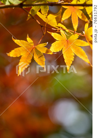 紅葉 秋のイメージ 紅葉 秋のイメージ 76631792