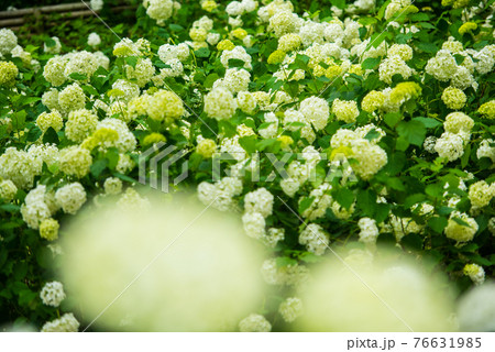 梅雨時期に咲き乱れるアジサイ 梅雨時期に咲き乱れるアジサイ 76631985
