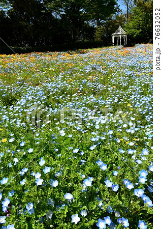 春の花園　花の公園　春爛漫 76632052