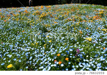 春の花園 花の公園 春爛漫 春の花園 花の公園 春爛漫 76632059