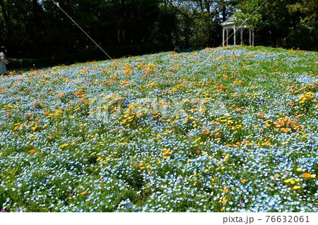 春の花園 花の公園 春爛漫 春の花園 花の公園 春爛漫 76632061