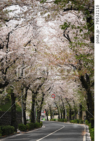 3月　世田谷873桜並木と玉石垣･千歳通り 76632116
