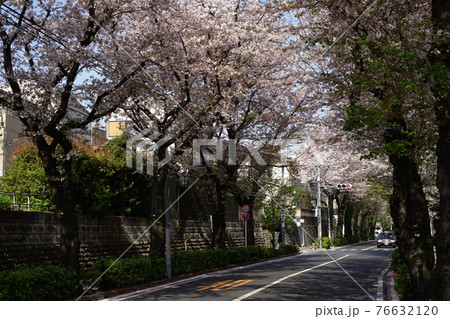 3月　世田谷869桜並木と玉石垣･千歳通り 76632120