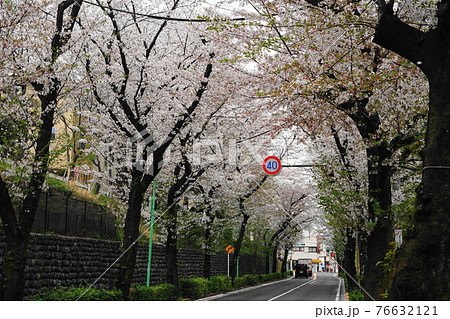 3月　世田谷868桜並木と玉石垣･千歳通り 76632121