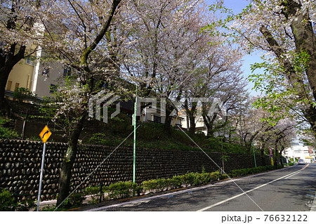 3月　世田谷867桜並木と玉石垣･千歳通り 76632122