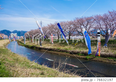 【きらめきロード中河】鯖江市中野町の鯉のぼり 【きらめきロード中河】鯖江市中野町の鯉のぼり 76632197