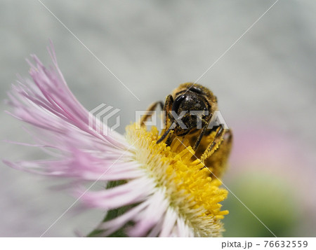ハルジオンの花で花粉や蜜を集めるコハナバチの写真素材