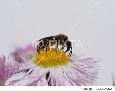 ハルジオンの花で花粉や蜜を集めるコハナバチの写真素材