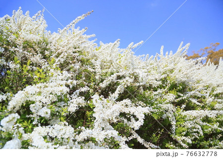 ユキヤナギの花 ユキヤナギの花 76632778