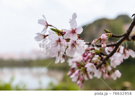 亀鶴公園 桜 香川県さぬき市 の写真素材
