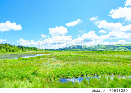 夏の八島ヶ原湿原(八島湿原) 夏の八島ヶ原湿原(八島湿原) 76633020