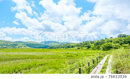 夏の八島ヶ原湿原(八島湿原) 夏の八島ヶ原湿原(八島湿原) 76633036
