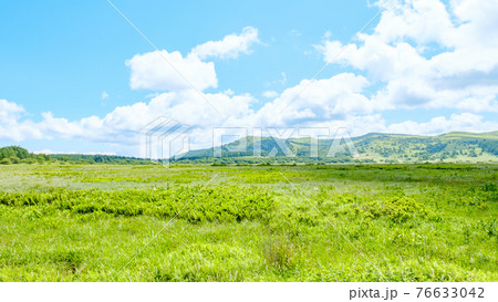 夏の八島ヶ原湿原（八島湿原） 76633042