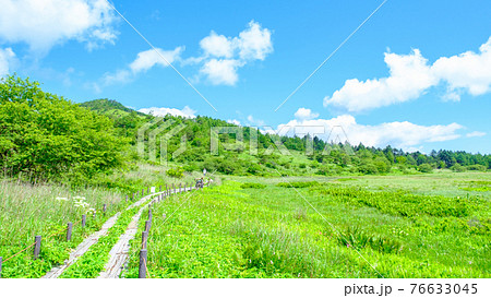 夏の八島ヶ原湿原（八島湿原） 76633045