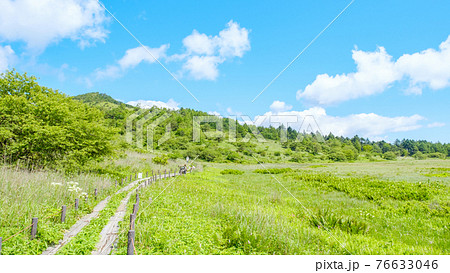 夏の八島ヶ原湿原（八島湿原） 76633046