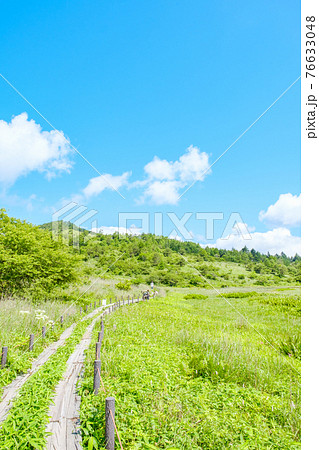 夏の八島ヶ原湿原（八島湿原） 76633048