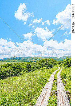夏の八島ヶ原湿原(八島湿原) 夏の八島ヶ原湿原(八島湿原) 76633054