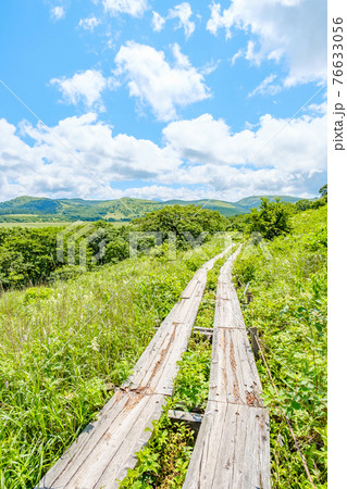 夏の八島ヶ原湿原（八島湿原） 76633056