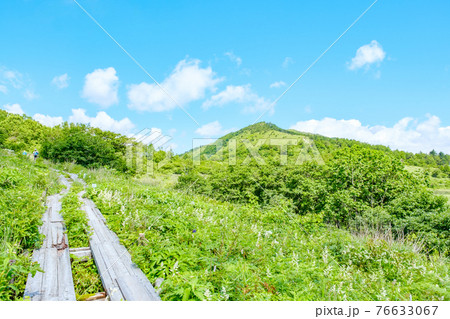 夏の八島ヶ原湿原(八島湿原) 夏の八島ヶ原湿原(八島湿原) 76633067