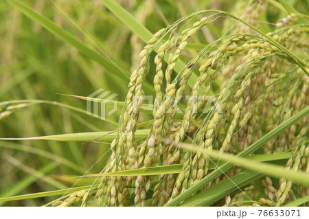 実った米 76633071