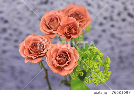 生け花 SPバラ テディベア 生け花 SPバラ テディベア 76633097