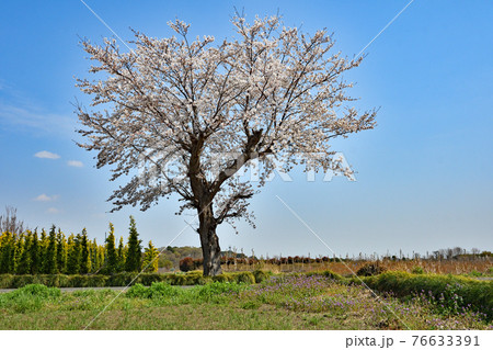 見沼田圃散歩:農耕地 見沼田圃散歩:農耕地 76633391